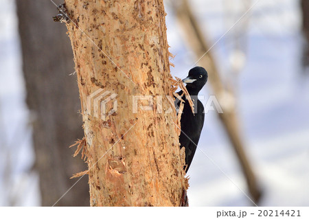 冬のクマゲラ 冬のクマゲラ 20214421