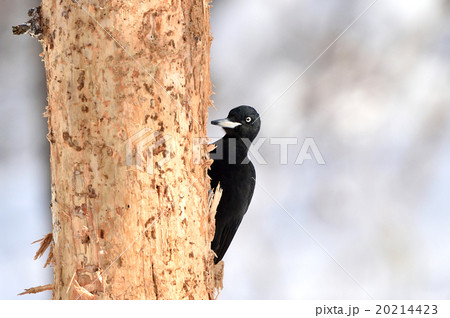 冬のクマゲラ 20214423