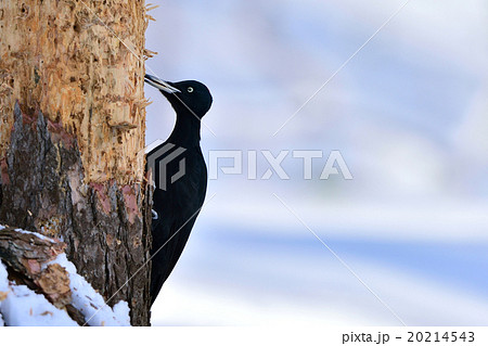 冬のクマゲラ 20214543