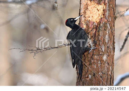 冬のクマゲラ 20214547