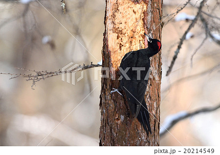 冬のクマゲラ 20214549