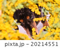 ミモザとダックス 20214551