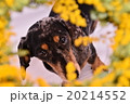 ミモザとダックス 20214552