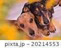 ミモザと2頭のダックス 20214553