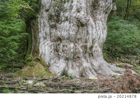 縄文杉　屋久島 20214878