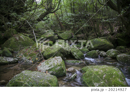 屋久島の森 20214927
