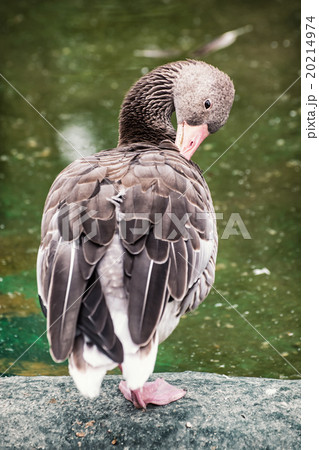Greylag goose portrait (Anser anser), animal scene 20214974