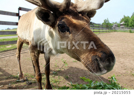 Young curious elk  Young curious elk  20215055