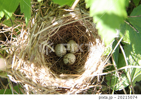 Three bird eggs Three bird eggs 20215074