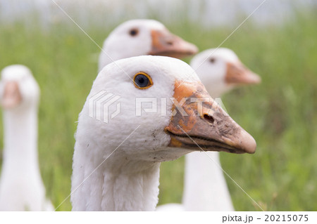 The head of a goose  20215075