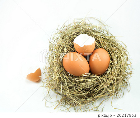 Broken empty egg nest 20217953