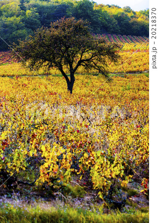 vineyard with tree in Beaujolais, France vineyard with tree in Beaujolais, France 20218370