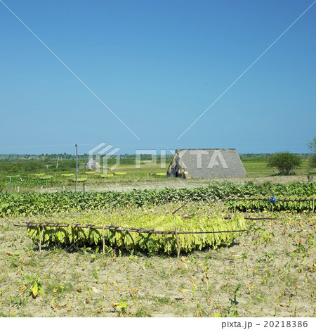 tobacco harvest, Pinar del Rio Province, Cuba tobacco harvest, Pinar del Rio Province, Cuba 20218386