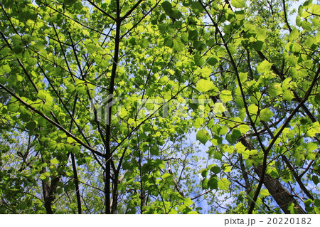 ウリハダカエデ(瓜膚楓)上高地 ウリハダカエデ(瓜膚楓)上高地 20220182