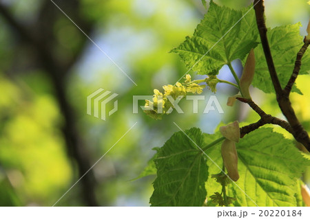 ウリハダカエデ(瓜膚楓)上高地 ウリハダカエデ(瓜膚楓)上高地 20220184