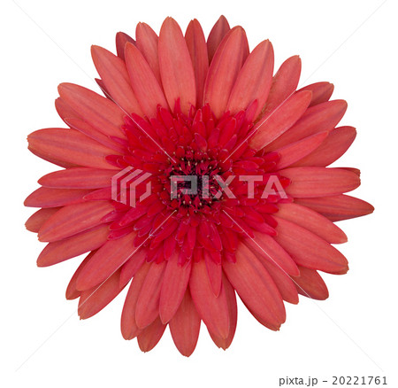 red gerbera flower isolated on white 20221761