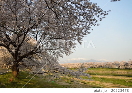 一目千本桜 一目千本桜 20223478
