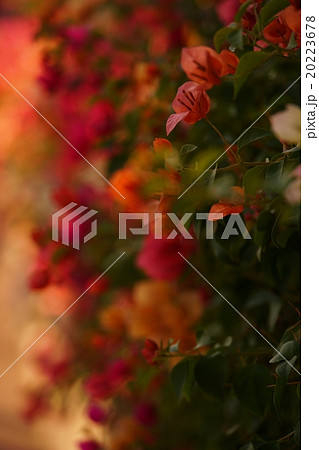ブーゲンビリア（Bougainvillea） 20223678