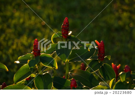 コスツス・スペキオスス（Costus Speciosus） 20223680