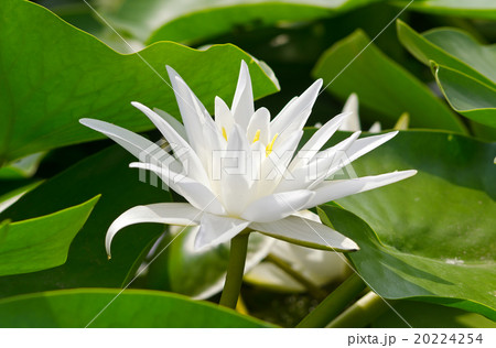 Water lily 20224254