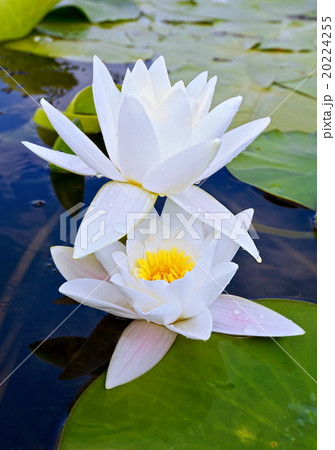 White lilies 20224255