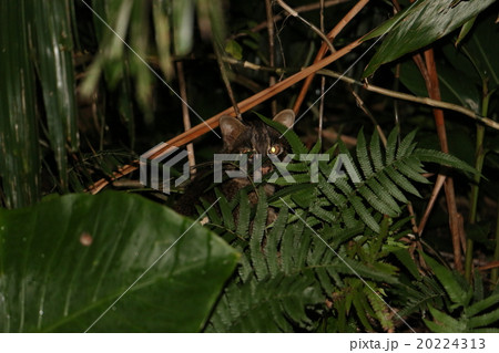 イリオモテヤマネコ イリオモテヤマネコ 20224313