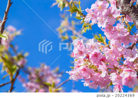 河津桜　桜　早咲きの桜　伊豆　ひよどり　さくら　サクラ　画像素材　コピースペース　背景素材　文字入れ 20224369