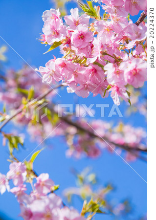 河津桜 桜 早咲きの桜 伊豆 ひよどり さくら サクラ 画像素材 コピースペース 背景素材 文字入れの写真素材