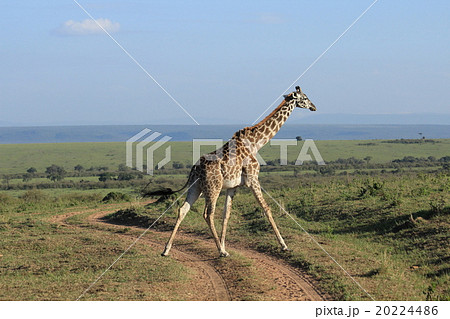 キリンとアカハシウシツツキの写真素材