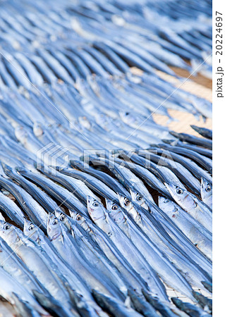 さんまの丸干し　サンマ　和食　乾燥　干物　大量　 20224697