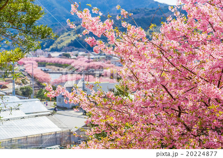 河津桜　桜　早咲きの桜　伊豆　静岡　さくら　サクラ　画像素材　コピースペース　背景素材　文字入れ 20224877