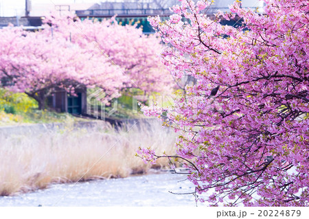 河津桜　桜　早咲きの桜　伊豆　静岡　さくら　サクラ　画像素材　コピースペース　背景素材　文字入れ 20224879