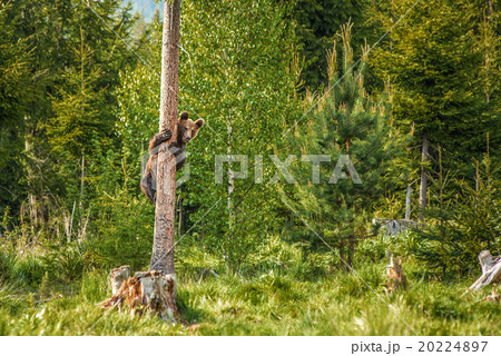 big brown bear in forest or in nature 20224897