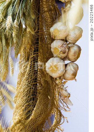 String of garlic hanging outdoor. Healthy food. 20225466
