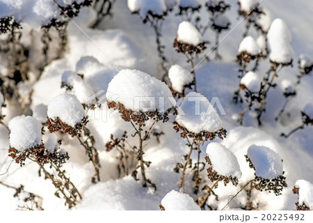 snow-hat on sedum snow-hat on sedum 20225492