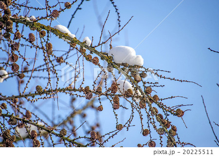 larch with snow cover 20225511