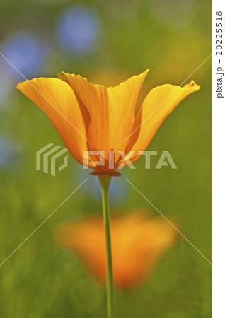 Californian poppy Californian poppy 20225518