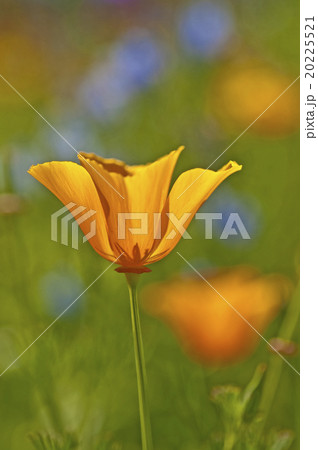 Californian poppy Californian poppy 20225521