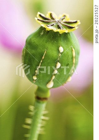 Poppy with milk Poppy with milk 20225527