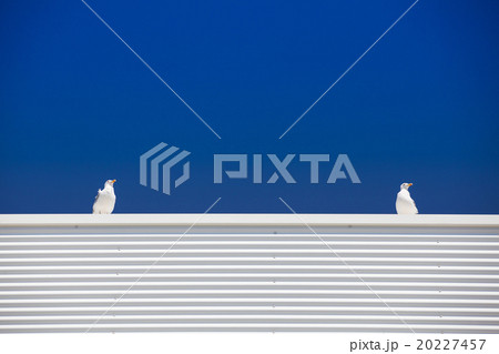 Two seagulls on the white roof Two seagulls on the white roof 20227457