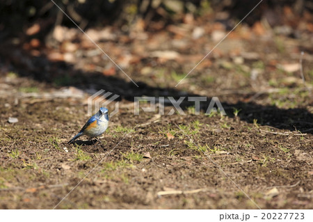 ルリビタキ ルリビタキ 20227723