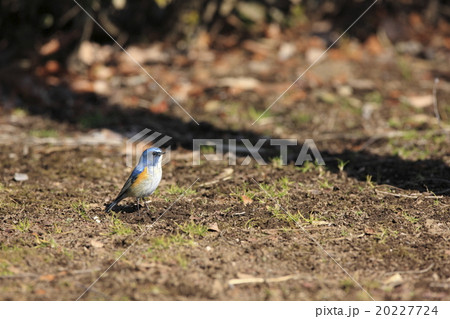 ルリビタキ ルリビタキ 20227724