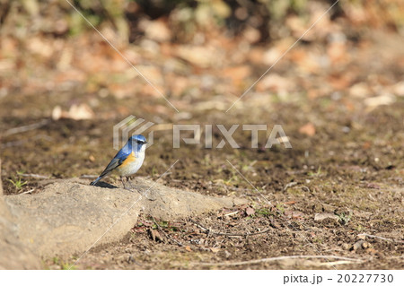 ルリビタキ ルリビタキ 20227730