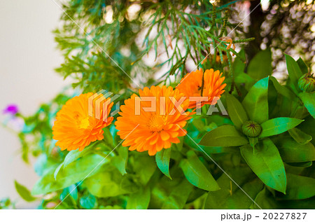 冬に咲くオレンジ色の花の写真素材 2277