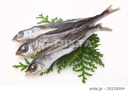 飛魚　あご 20228564