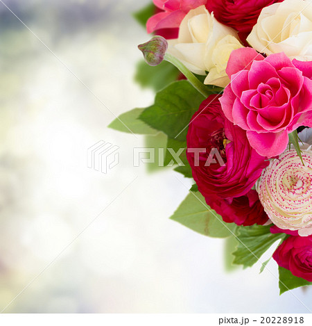 bunch of pink ranunculus flowers bunch of pink ranunculus flowers 20228918