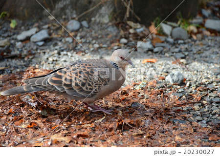 野生の鳩 20230027