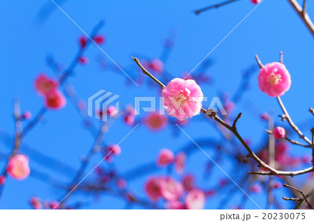 淡いピンク色の紅梅の花 淡いピンク色の紅梅の花 20230075
