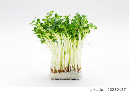 かいわれ大根5 20230137