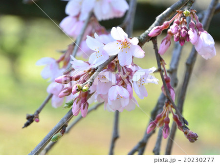 枝垂れ桜 20230277